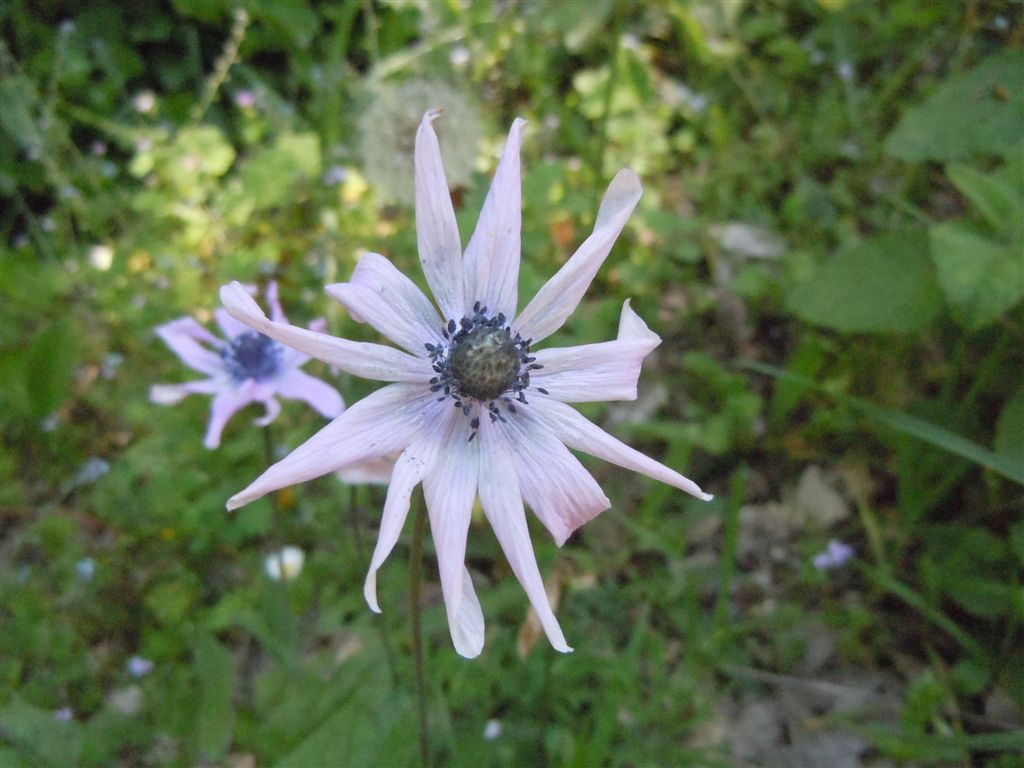 Anemone hortensis